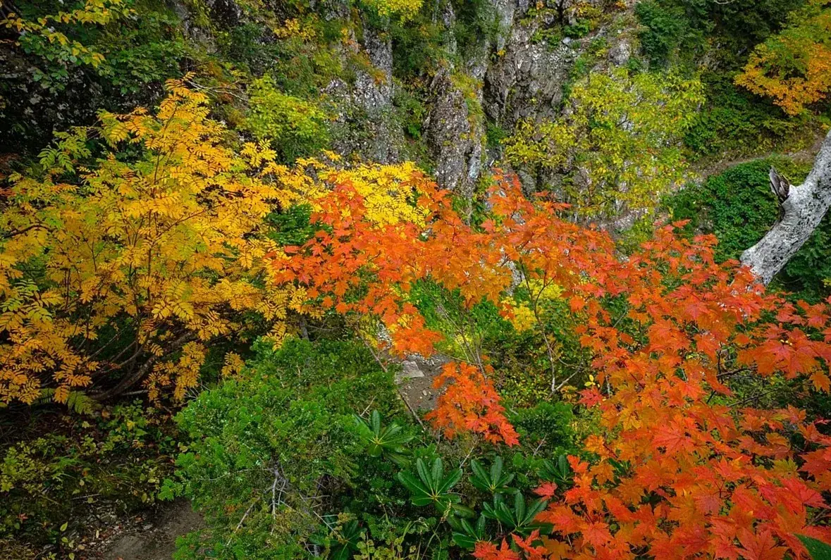岩場の斜面に広がる、黄色や赤に色づいた木々の紅葉
